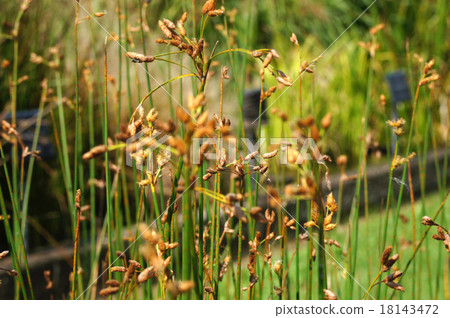 Affiliation 18143472