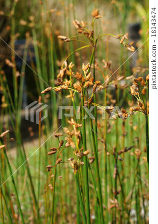 Affiliation 18143474