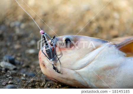 Striped catfish fishing 18145185
