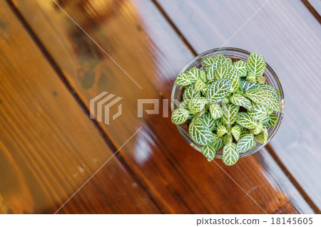 Little tree on table Little tree on table 18145605