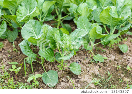 Kale vegetable garden plant 18145807