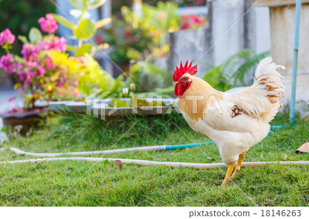 white bantam 18146263
