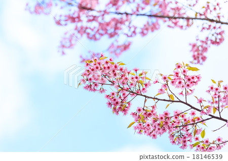 Wild Himalayan Cherry spring blossom 18146539