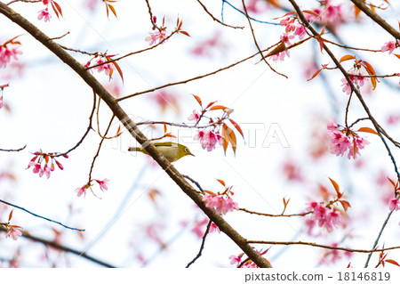 Bird on Cherry Blossom and sakura 18146819