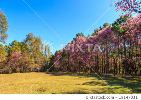 Wild Himalayan Cherry spring blossom 18147031