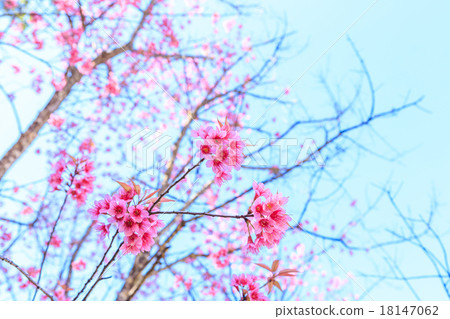 Wild Himalayan Cherry spring blossom 18147062