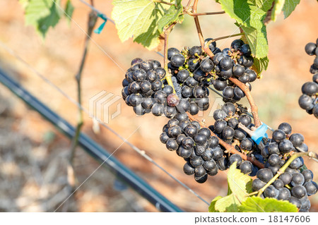 branch young grapes on vine in vineyard branch young grapes on vine in vineyard 18147606