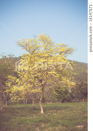 Yellow tabebuia spring blossom in vintage retro tone 18147871