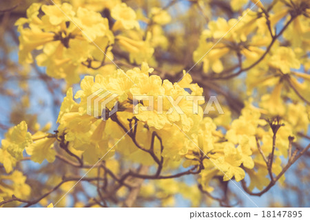 Yellow tabebuia spring blossom in vintage retro tone 18147895