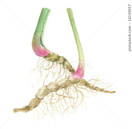 Iris root Iris root 18148057