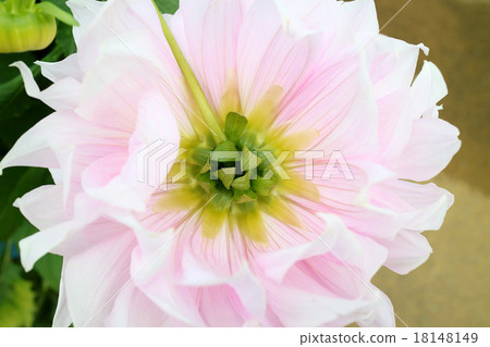 Dahlia like a lady Dahlia like a lady 18148149