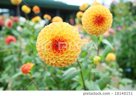 Daria of lovely pompon bloom Daria of lovely pompon bloom 18148151