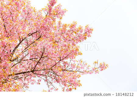 Wild Himalayan Cherry spring blossom 18148212