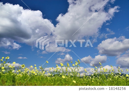 Copy space of cosmos in full bloom and blue sky Copy space of cosmos in full bloom and blue sky 18148256
