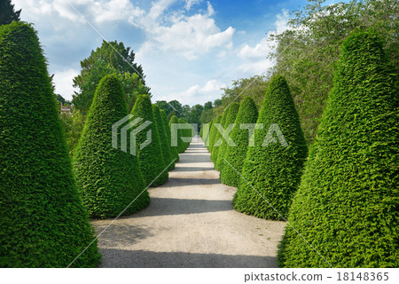 Beautiful alley in the park 18148365