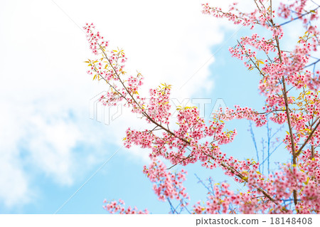Wild Himalayan Cherry spring blossom 18148408