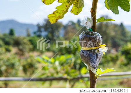 Fig agriculture plant 18148624