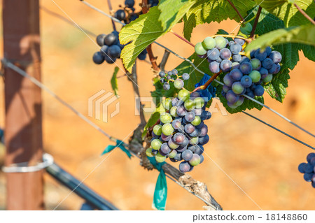 branch young grapes on vine in vineyard branch young grapes on vine in vineyard 18148860
