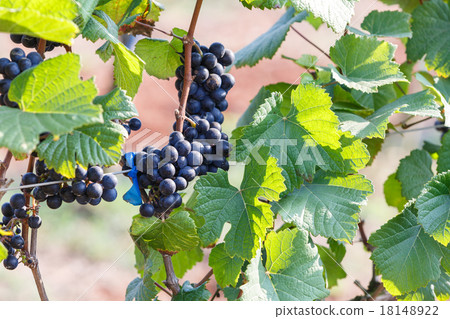 branch young grapes on vine in vineyard branch young grapes on vine in vineyard 18148922