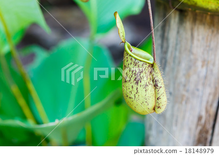 Nepenthes ampullaria 18148979