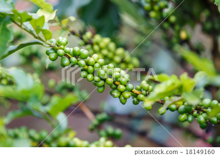 Coffee neans raw plantation 18149160