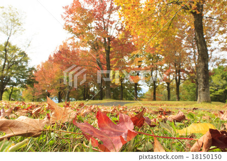 Autumn image _ autumn leaves Autumn image _ autumn leaves 18150150