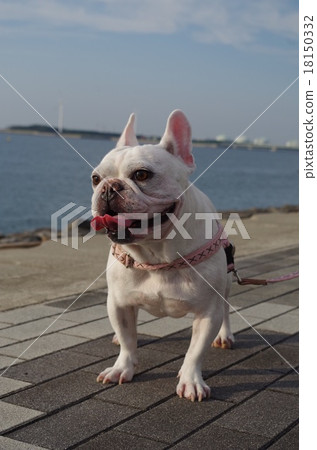 French bulldog French bulldog 18150332