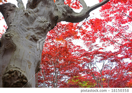 Nomuramo Misji Nomuramo Misji 18150358