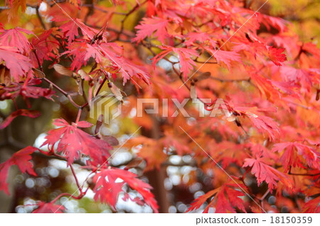 野村美美② 18150359