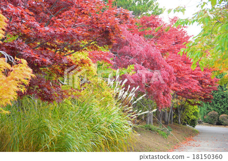 秋天的風景 秋天的風景 18150360