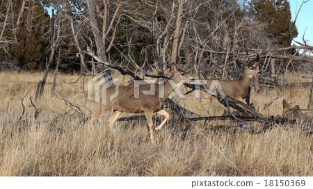 Whitetail deer doe standing in the woods. Whitetail deer doe standing in the woods. 18150369