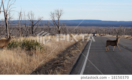 Red deer stag crossing a busy road Red deer stag crossing a busy road 18150370