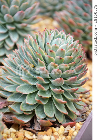 Cactus in botanic garden Cactus in botanic garden 18150378