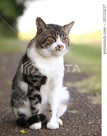 Dignified cat Dignified cat 18151637