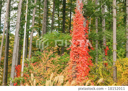 與落葉松屬和秋葉的羊羔 18152011