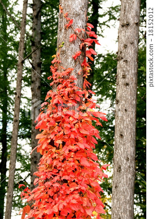 Lamb with larch and autumn leaves 18152012