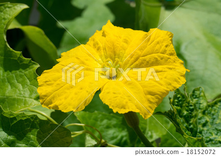 Loofah flowers 18152072
