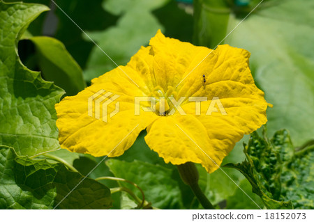 Loofah flowers 18152073