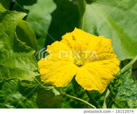 Loofah flowers 18152074