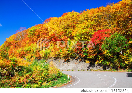 Bandai火山金線秋葉 Bandai火山金線秋葉 18152254