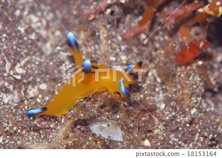 Udafuritsuzaya Umizushi 18153164