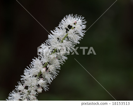 Sarashina Shuma在秋天森林裡 18153513