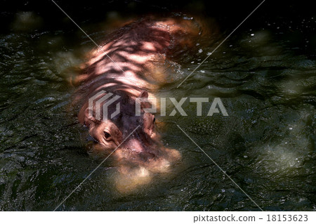 hippopotamus in the water 18153623