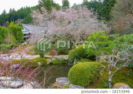 現實生活中的機構不斷櫻花盛開 18153946