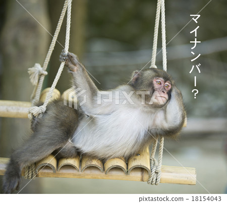 我的號碼是多少？ 18154043