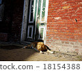 Sunbust狗 18154388