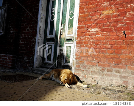 Sunbust dog Sunbust dog 18154388