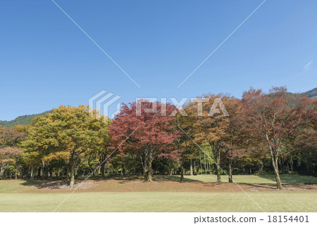 Tree Park Tree Park 18154401