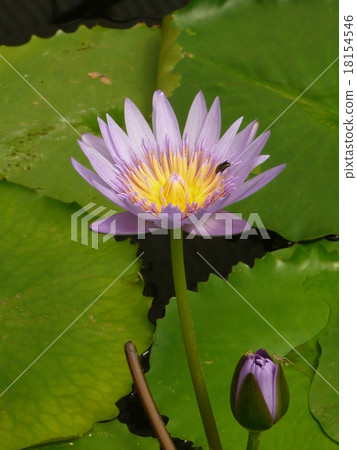 蓮花 18154546