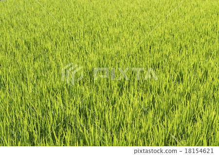 Rice green 18154621